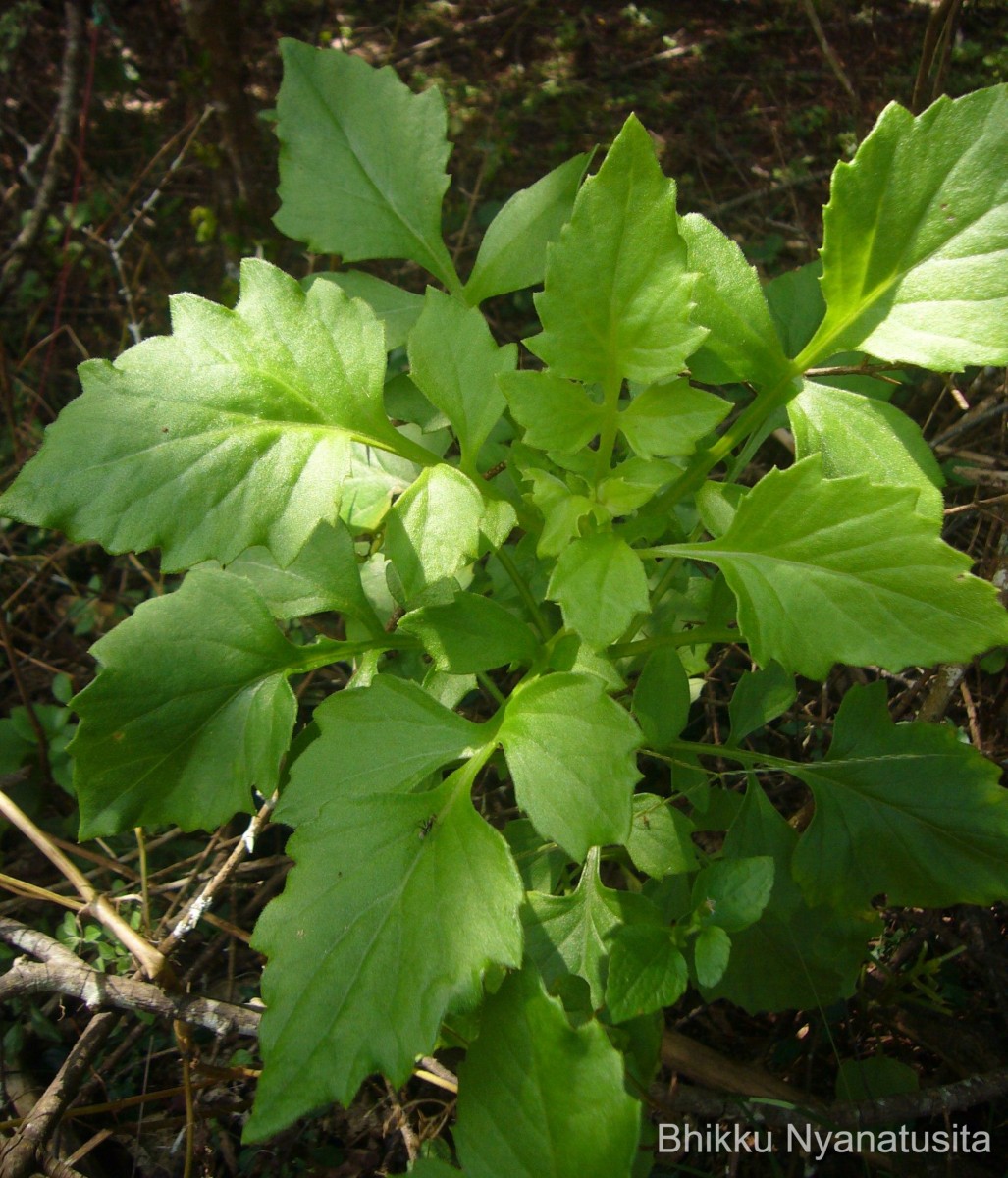 Gynura lycopersicifolia DC.